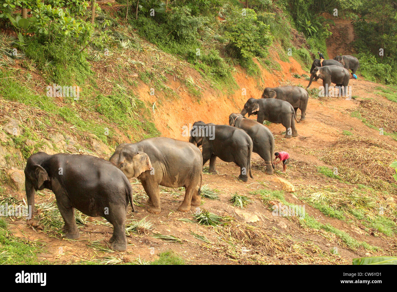 Indian elephant (Elephas maximus indicus, Elephas maximus bengalensis), working elephants beeing fed in the evening with pineapple leaves, Thailand, Phuket Stock Photo