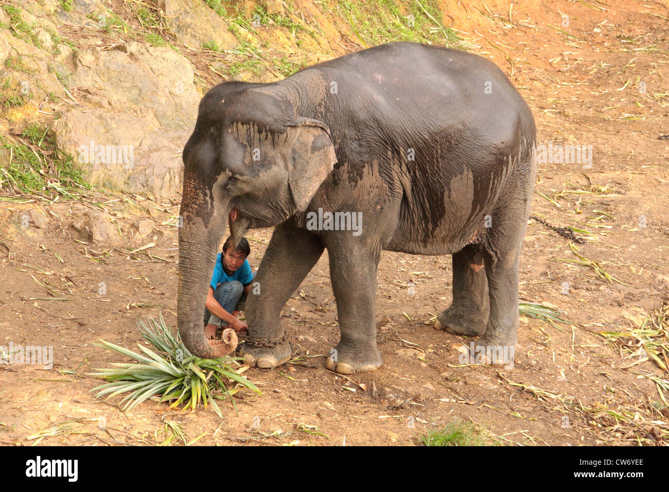 Indian elephant (Elephas maximus indicus, Elephas maximus bengalensis), working elephant is chained up in the evening, Thailand, Phuket Stock Photo