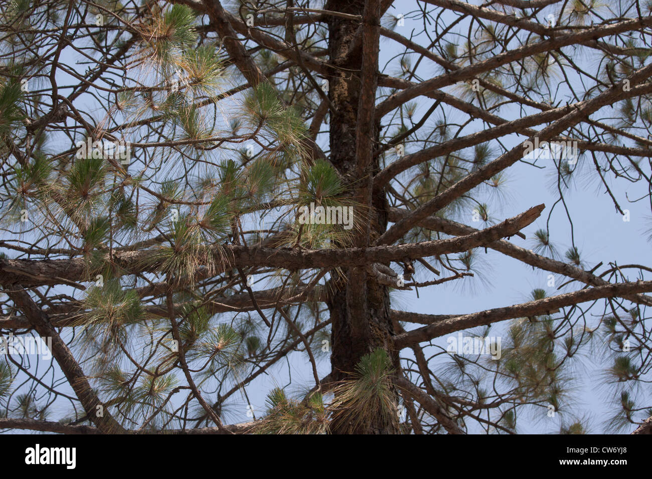 Cross section of a pine tree with the tree trunk, branches and the needles Stock Photo