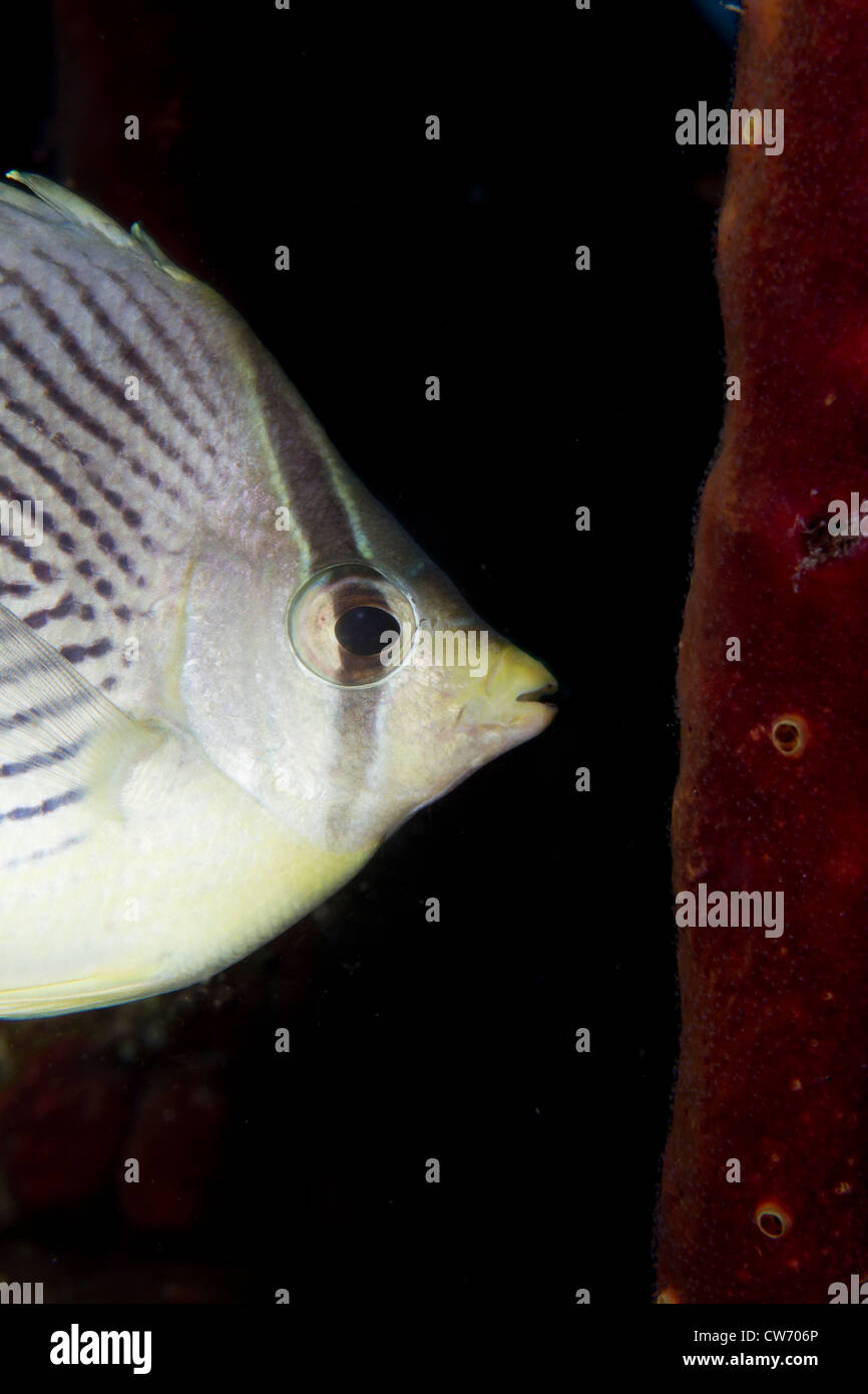 Closeup of Four-eyed butterflyfish Stock Photo