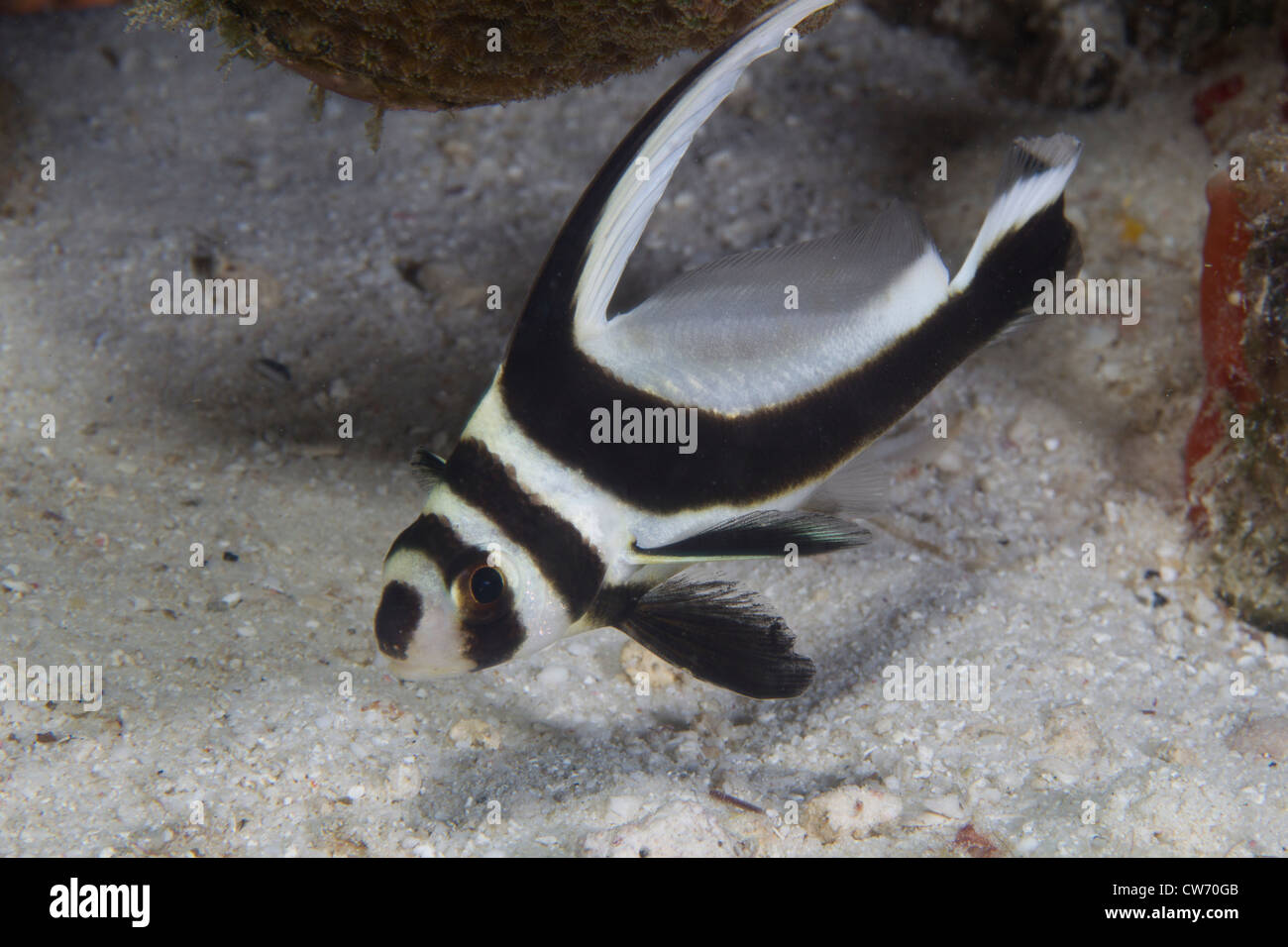Closeup of Jackknife fish in the sand Stock Photo