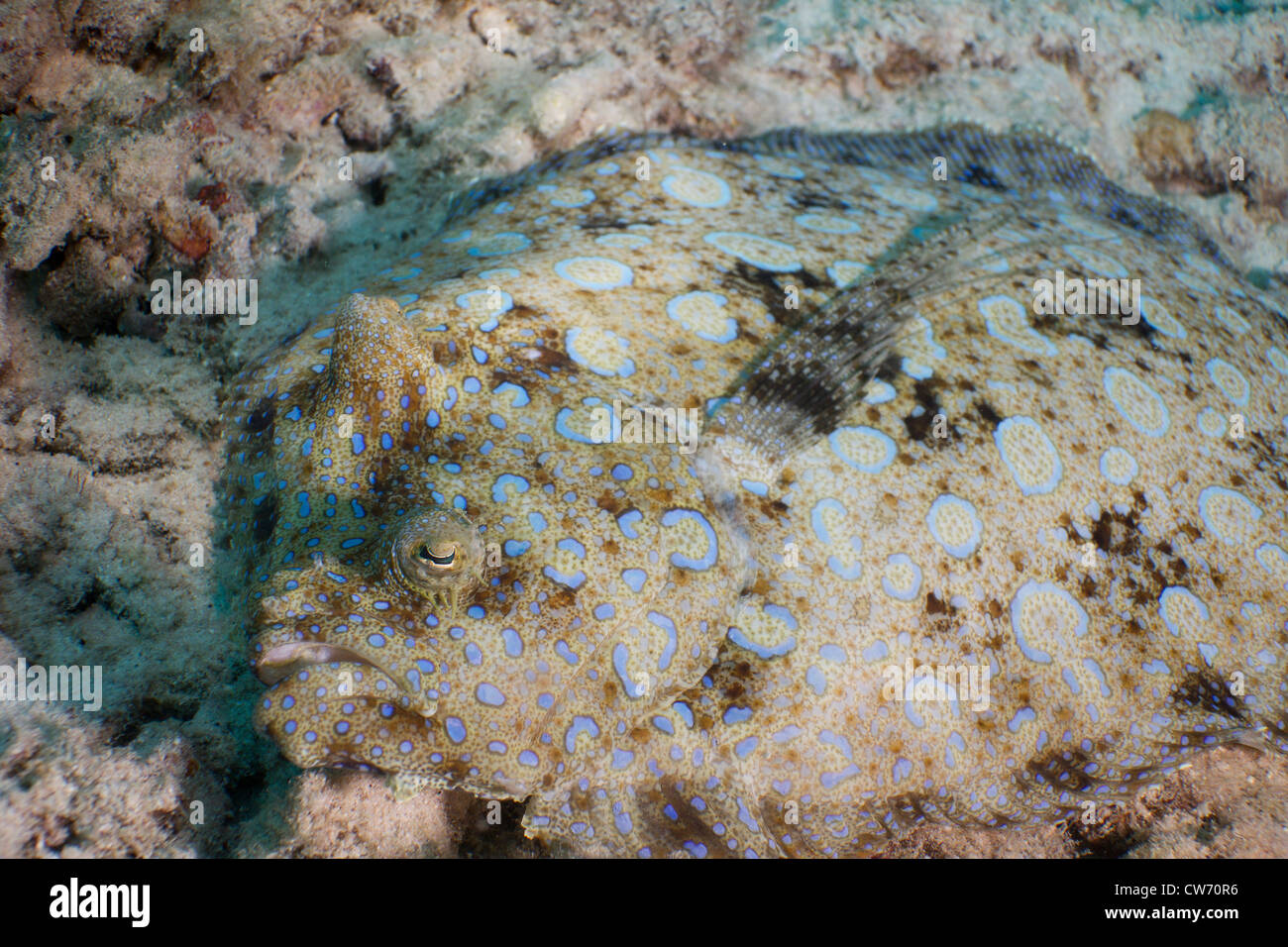 Peacock flounder in the sand Stock Photo Alamy