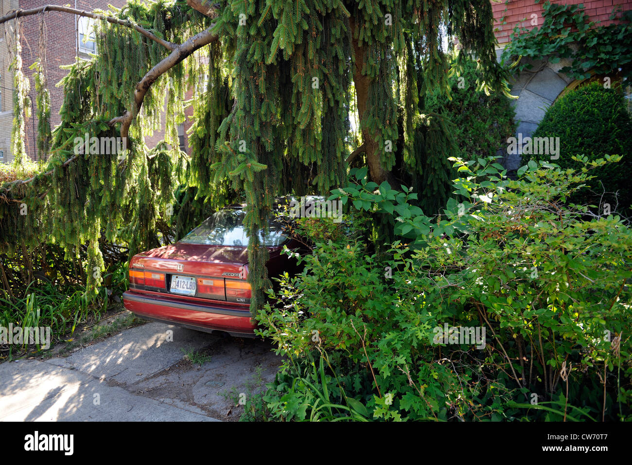 Car in overgrown parking spot. East Rock neighborhood. New Haven, CT. Stock Photo