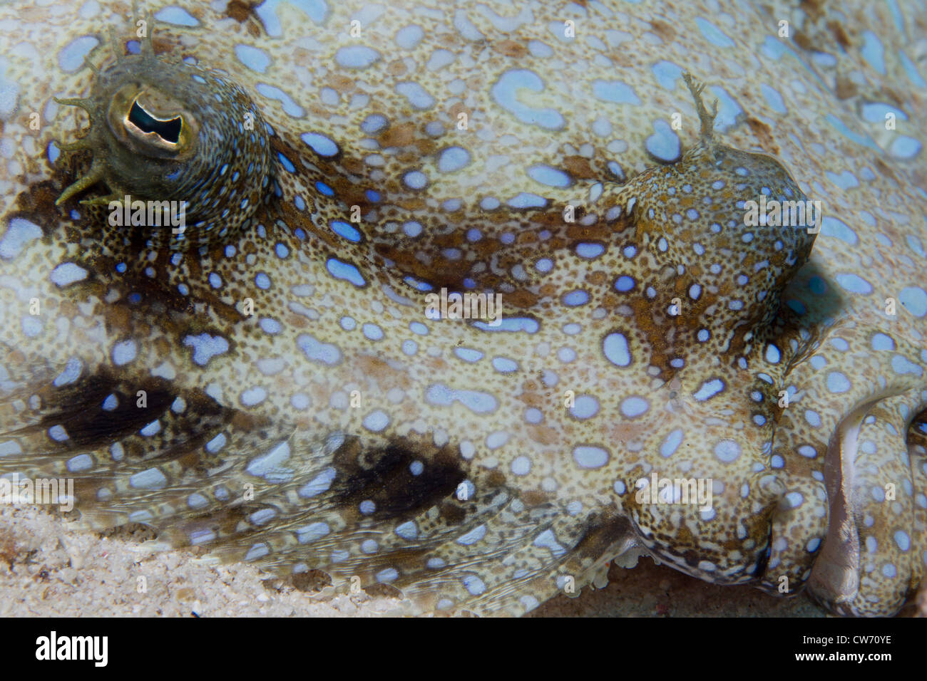 Peacock flounder in the sand Stock Photo Alamy