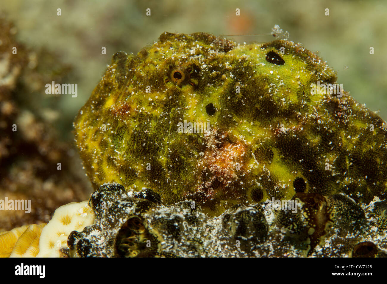 Closeup of longlure frogfish Stock Photo