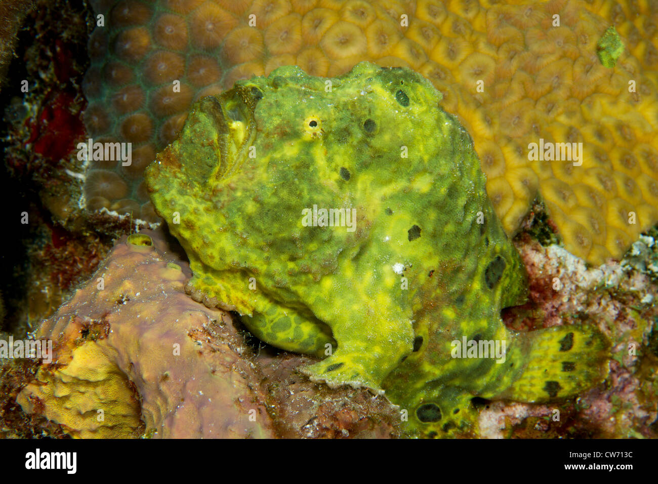 Closeup of longlure frogfish on coral reef Stock Photo
