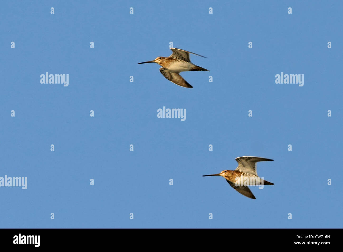 common snipe (Gallinago gallinago), two individuals flying, Germany ...