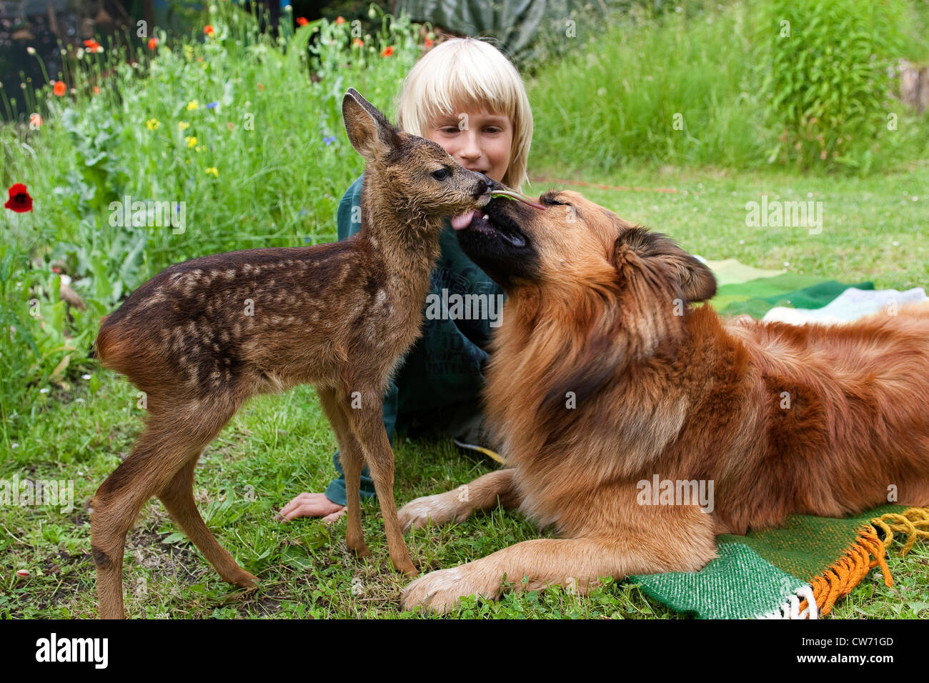 A Dog That Looks Like A Deer