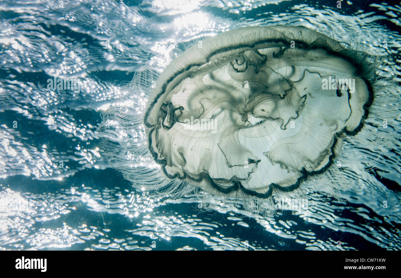 Moon jellyfish driven by water movement Stock Photo