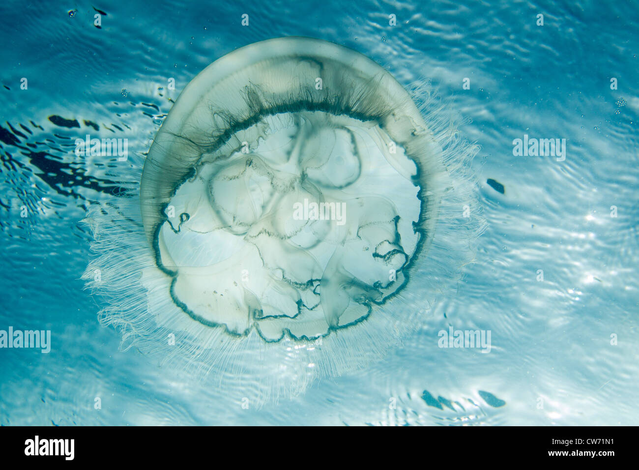 Moon jellyfish driven by water movement Stock Photo