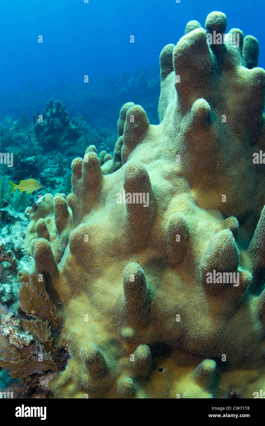 Closeup of a healthy stand of pillar coral Stock Photo