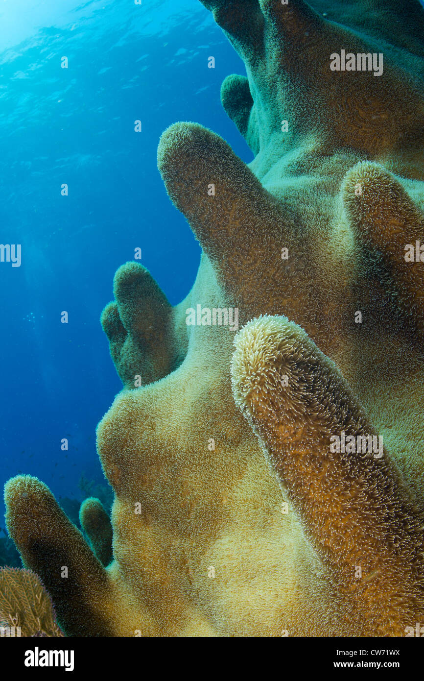 Closeup of a healthy stand of pillar coral Stock Photo