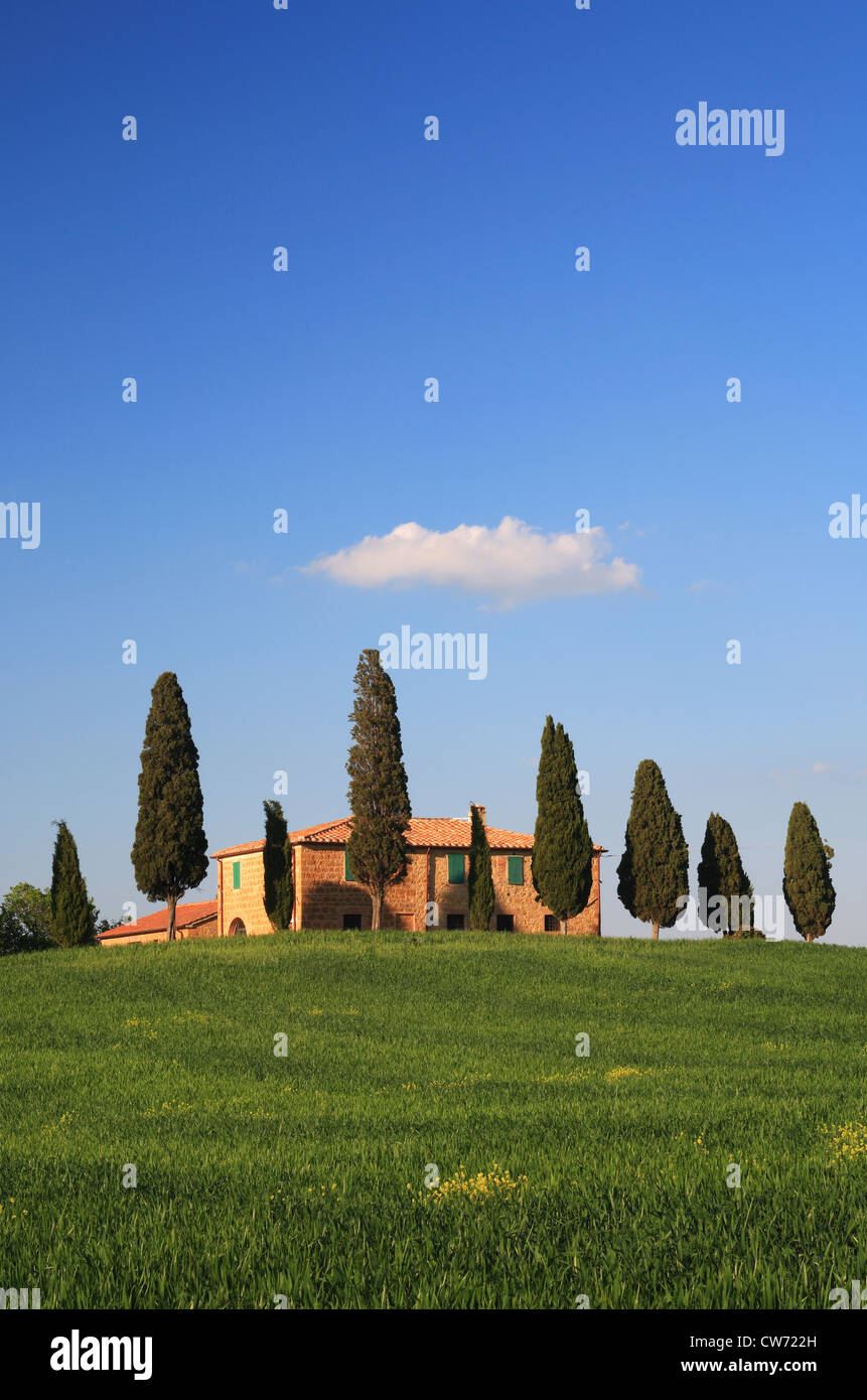 grainfield and cypresses in front of farmhouse, Italy, Tuscany Stock Photo