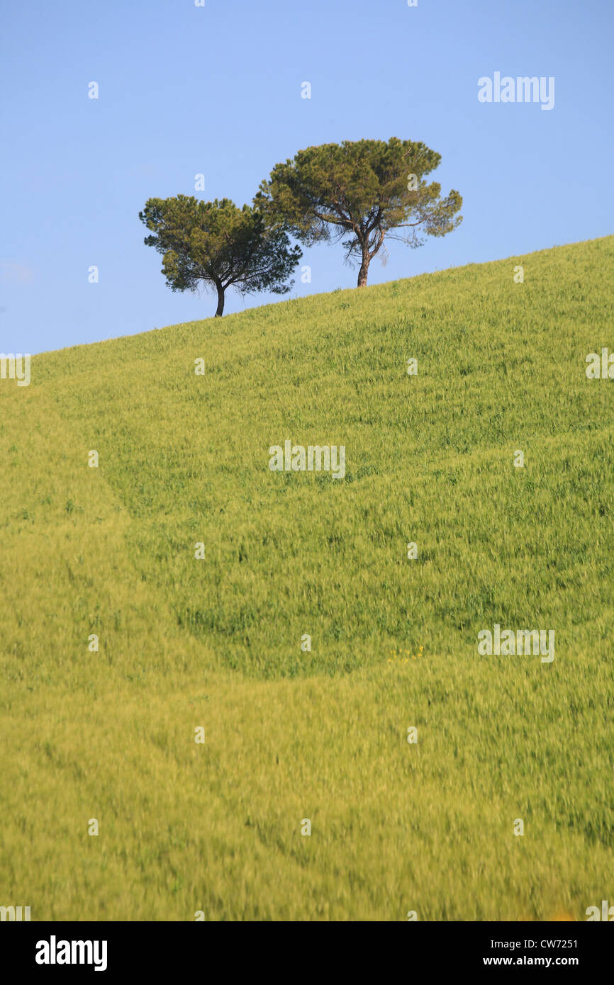 Grain field with trees hi-res stock photography and images - Alamy