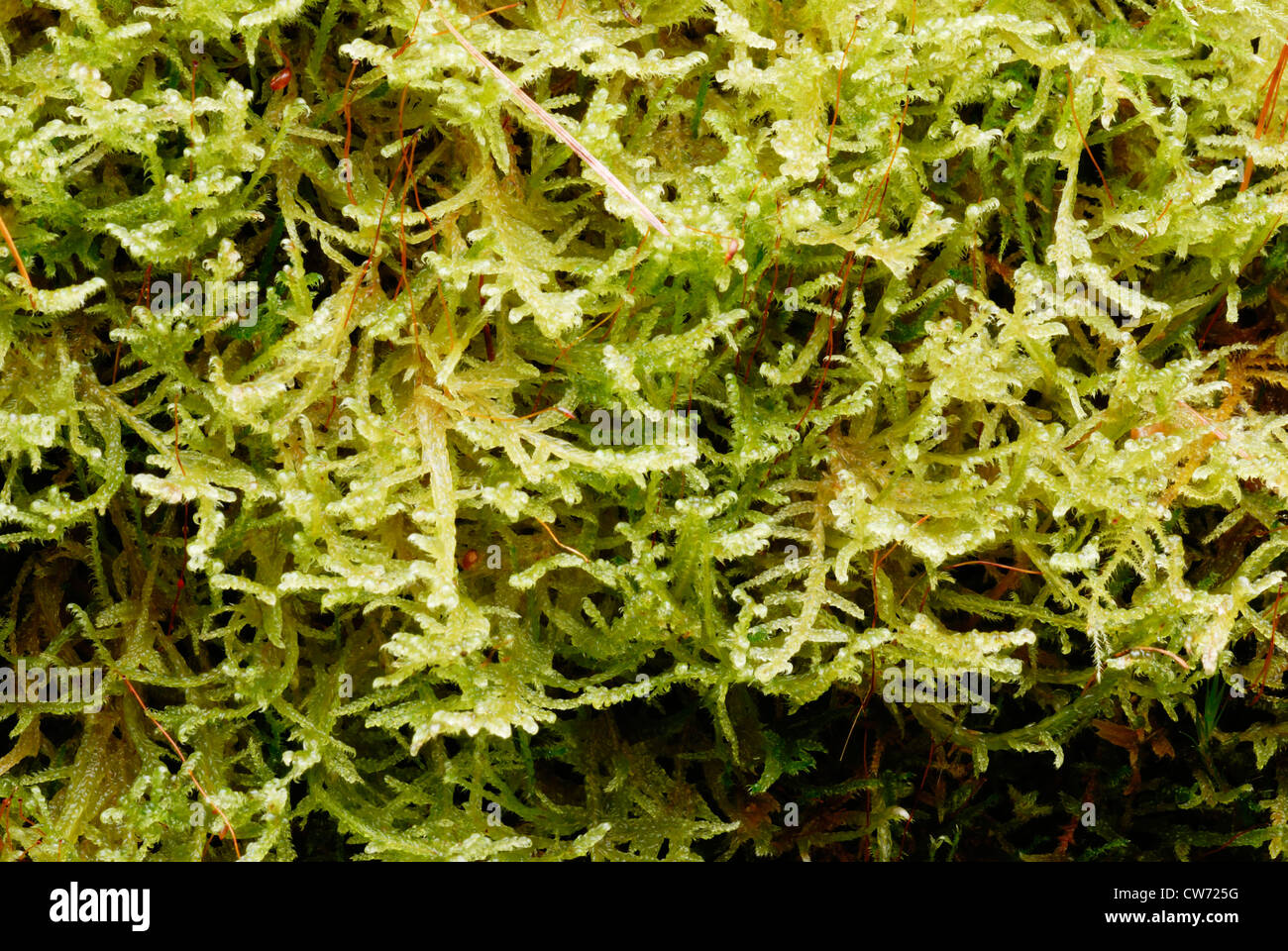 Hypnum jutlandicum, Heath Plait Moss, Wales, UK Stock Photo