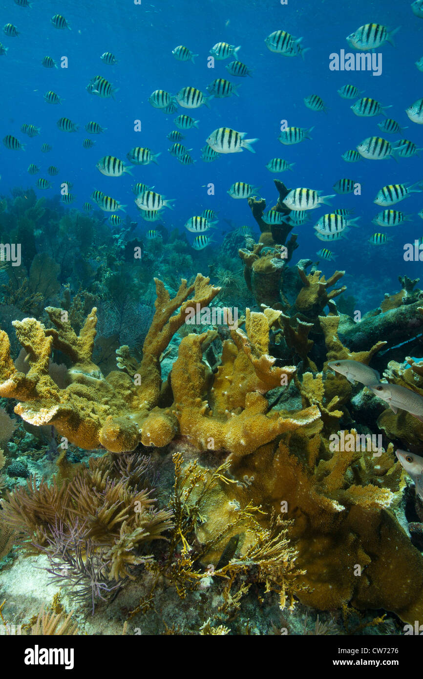 Underwater scene, healthy coral reef Stock Photo