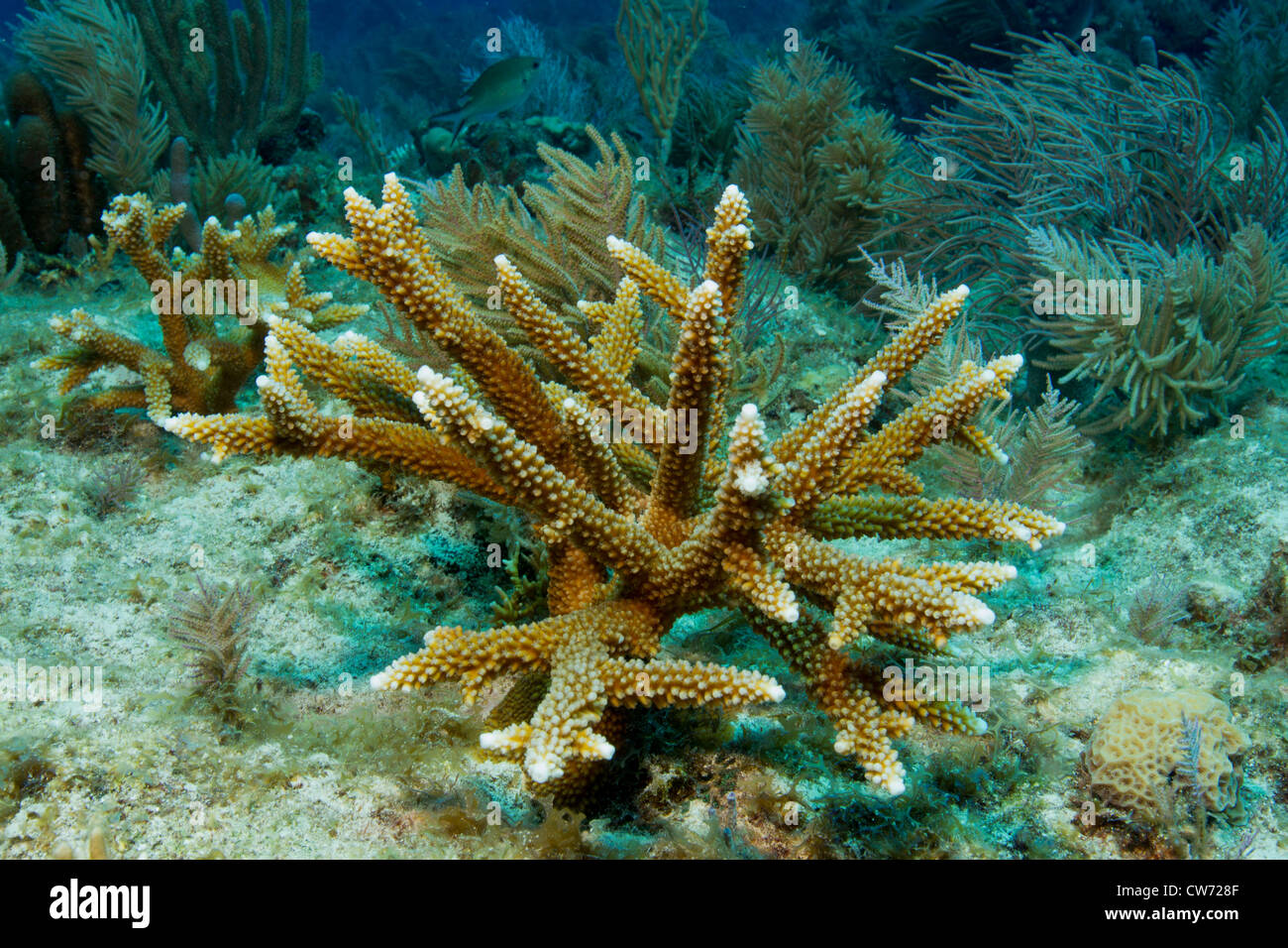 Staghorn coral grown in nursery and transplanted to reef by Coral Restoration Foundation Stock Photo