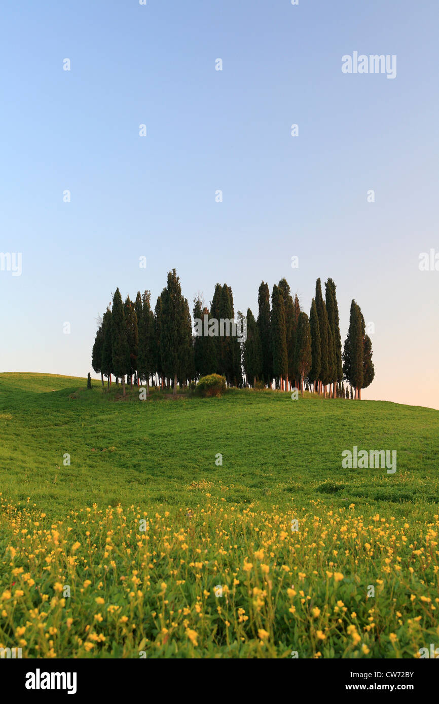 cypress group in grain field, Italy, Tuscany Stock Photo - Alamy