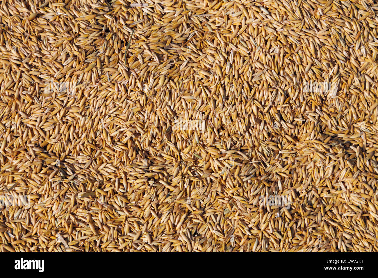 Harvested but unchaffed oat grain on a field in Denmark. Stock Photo