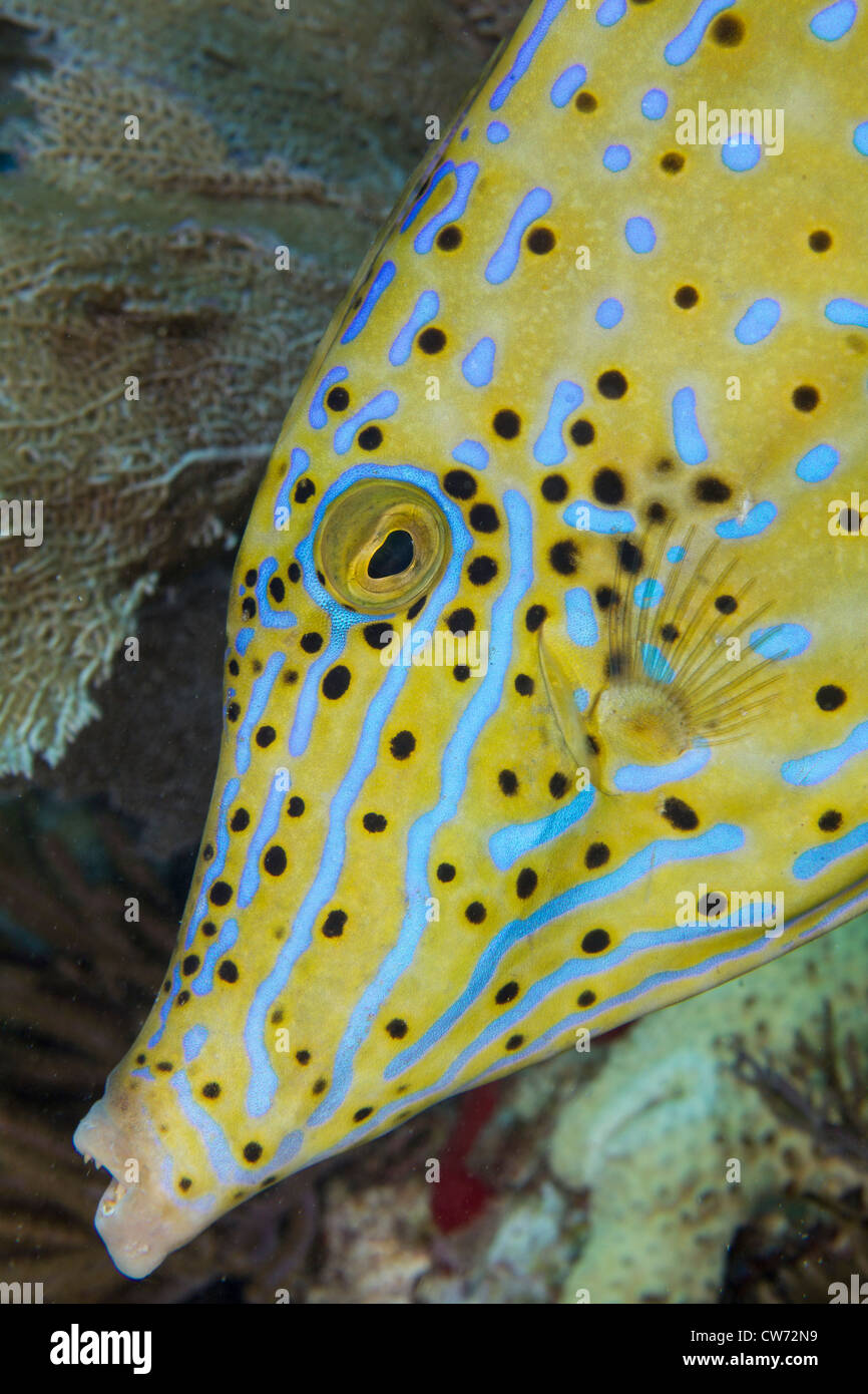 Closeup of face of Scrawled filefish Stock Photo