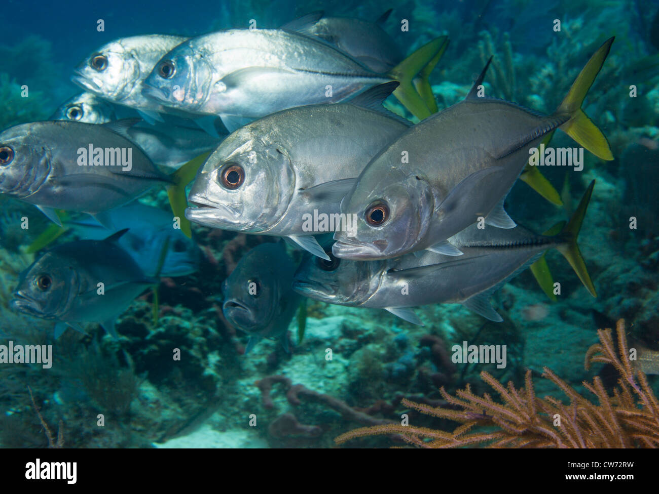 Horse-eye jack circling at Fire Coral Cave dive site Stock Photo