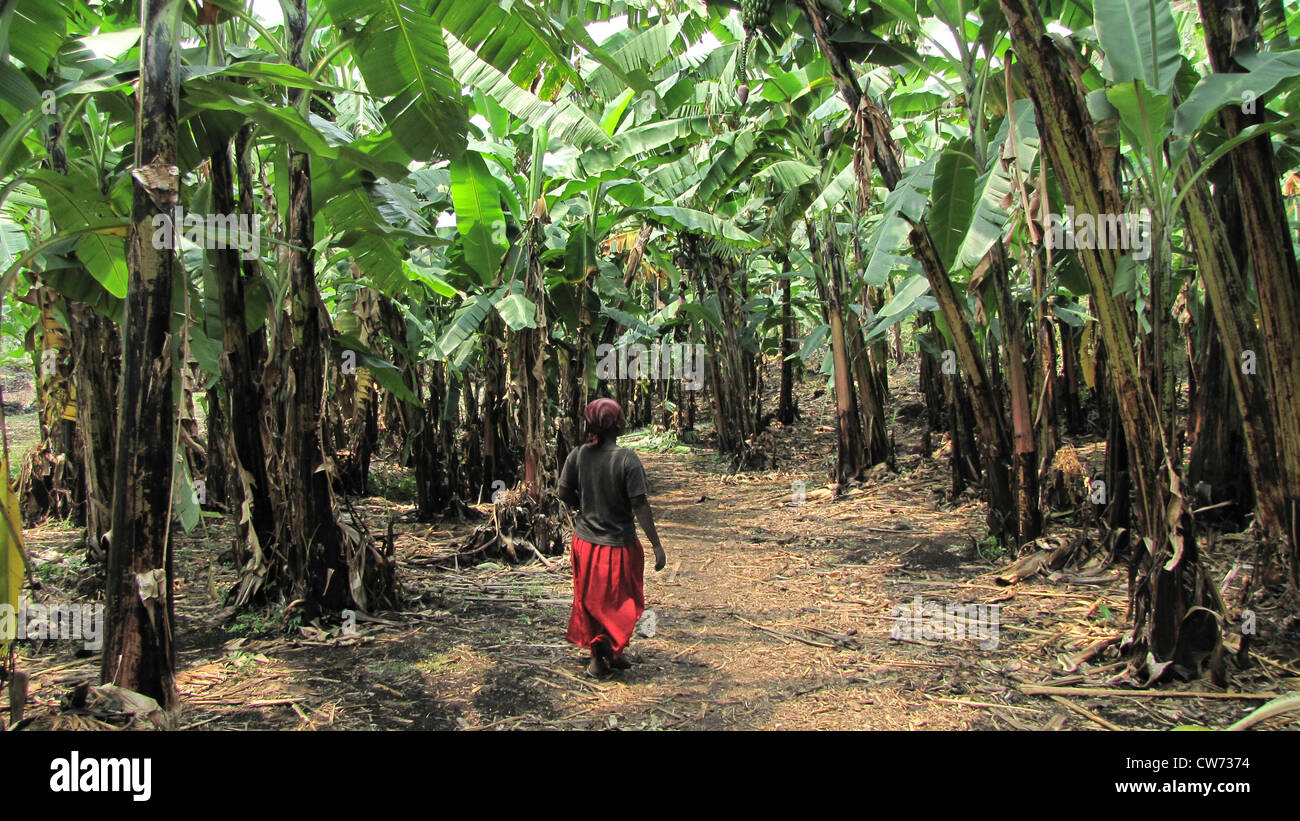 farmer woman walking trough a forest of banana plants, Republic of the  Congo, North Kivu Stock Photo - Alamy