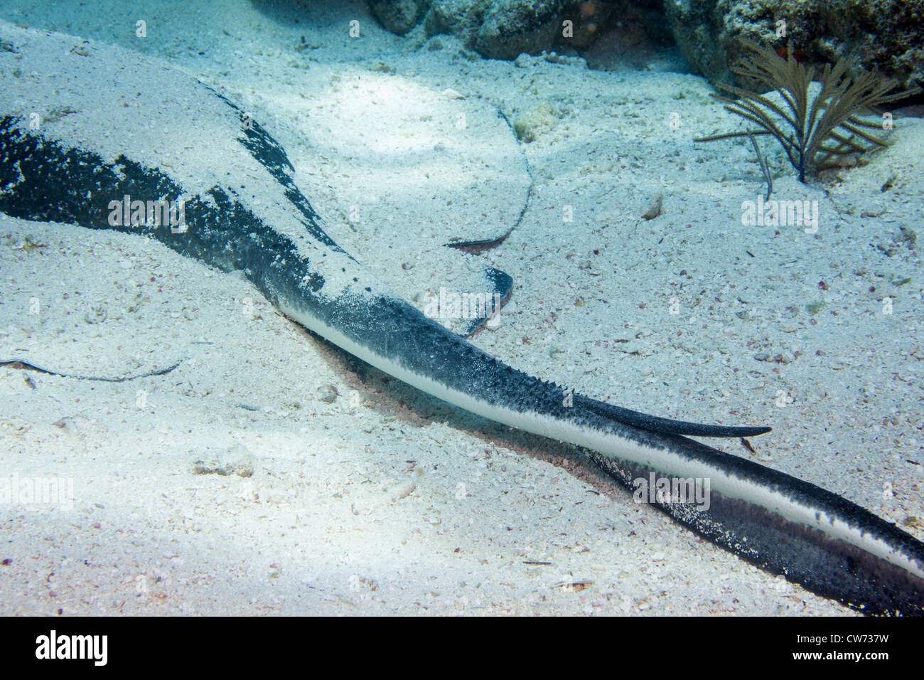 Barbed tail of a Southern stingray protrudes from the sand Stock Photo