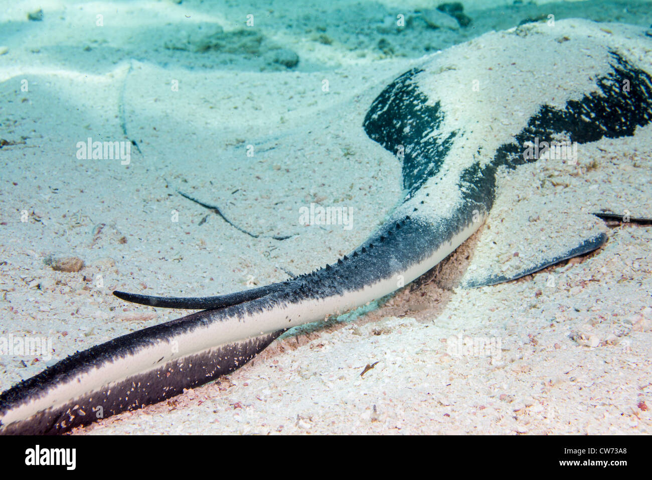 Barbed tail of a Southern stingray protrudes from the sand Stock Photo