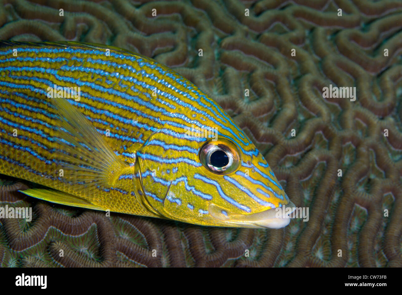 Closeup of Bluestriped grunt and nearby brain coral Stock Photo
