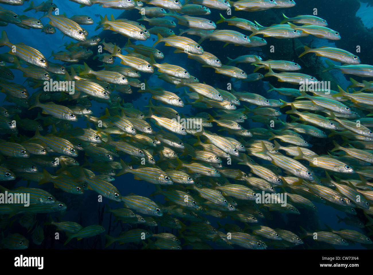 Schooling grunts among the pilings at the Salt Pier, Bonaire. Stock Photo