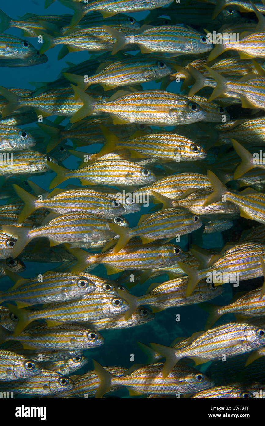 Schooling grunts among the pilings at the Salt Pier, Bonaire. Stock Photo