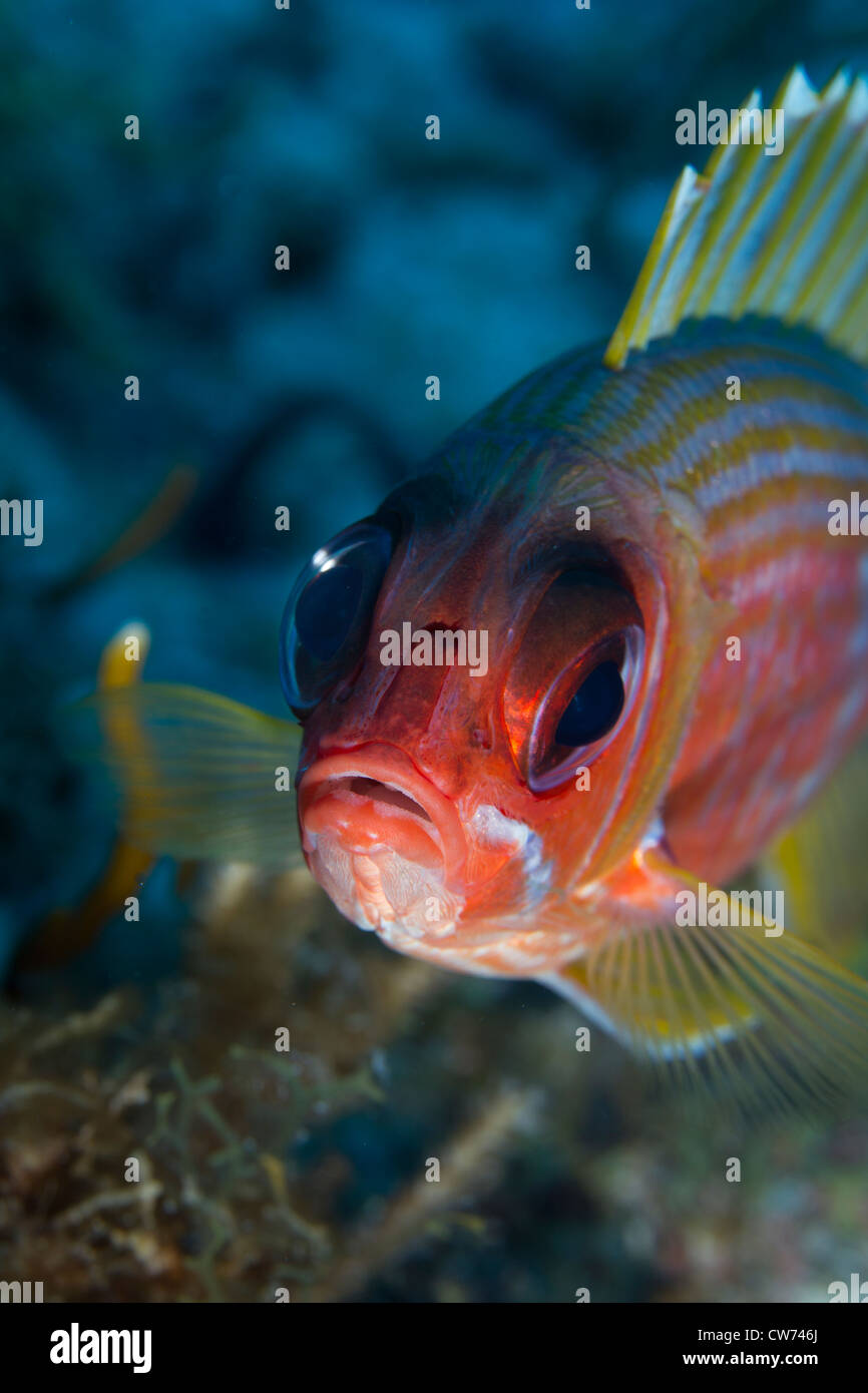 Closeup of a squirrelfish, facing off to the camera Stock Photo