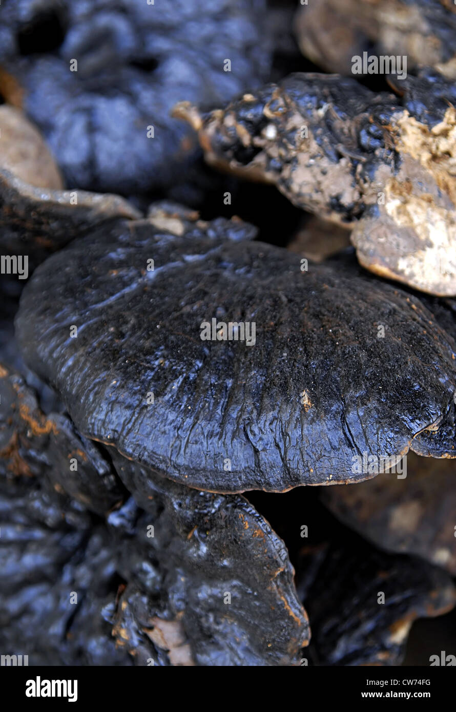 dried mushroom as ingredient in traditional Chinese medicine Stock