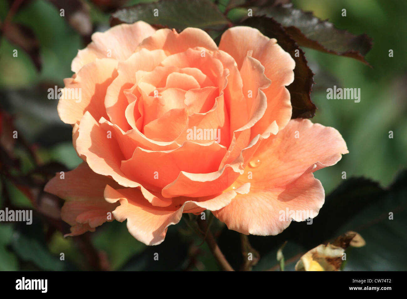 Scented Rose Stock Photo