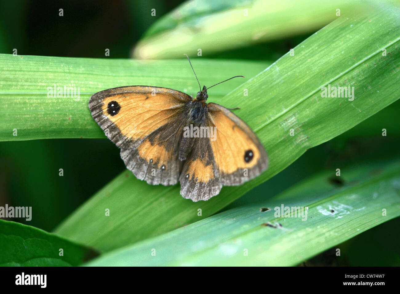 Gate Keeper (Pyronus tithonus) Male Butterfly Stock Photo