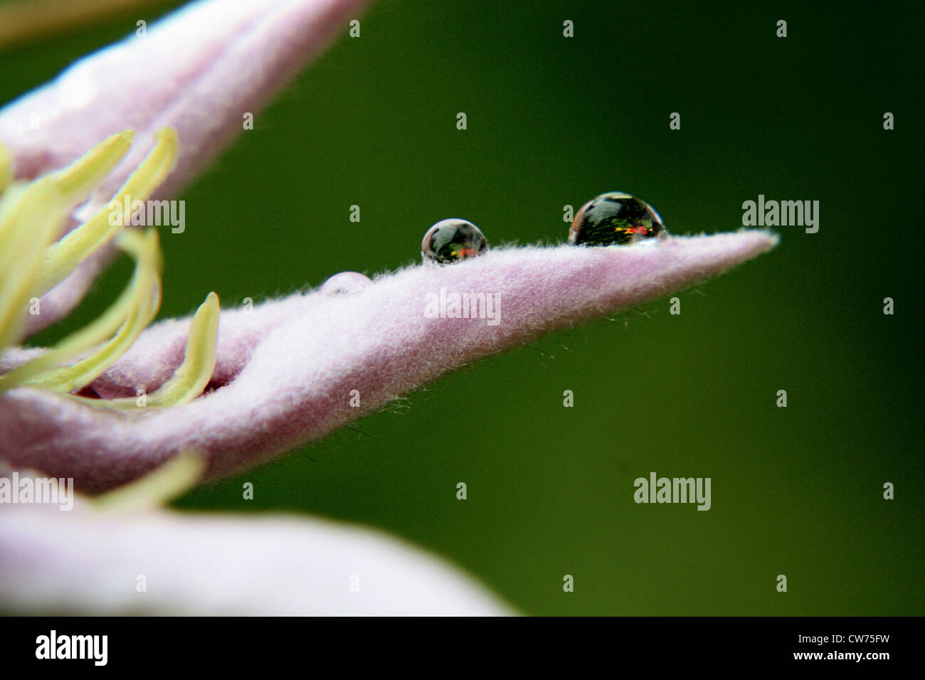 Clematis Droplets (Macro Close up) Stock Photo