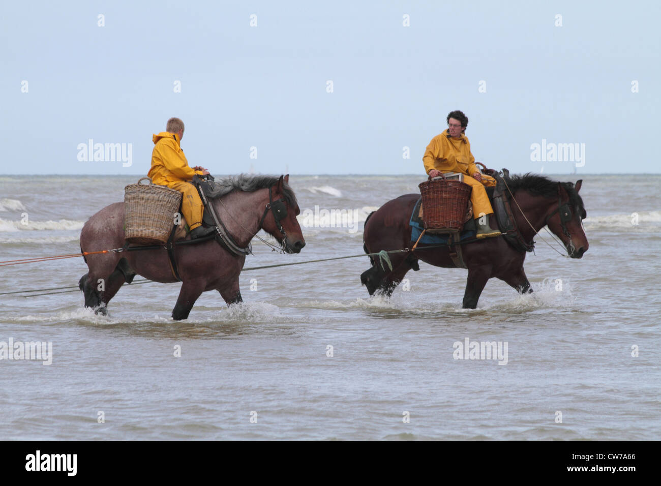 domestic horse (Equus przewalskii f. caballus), crab fishing with heavy