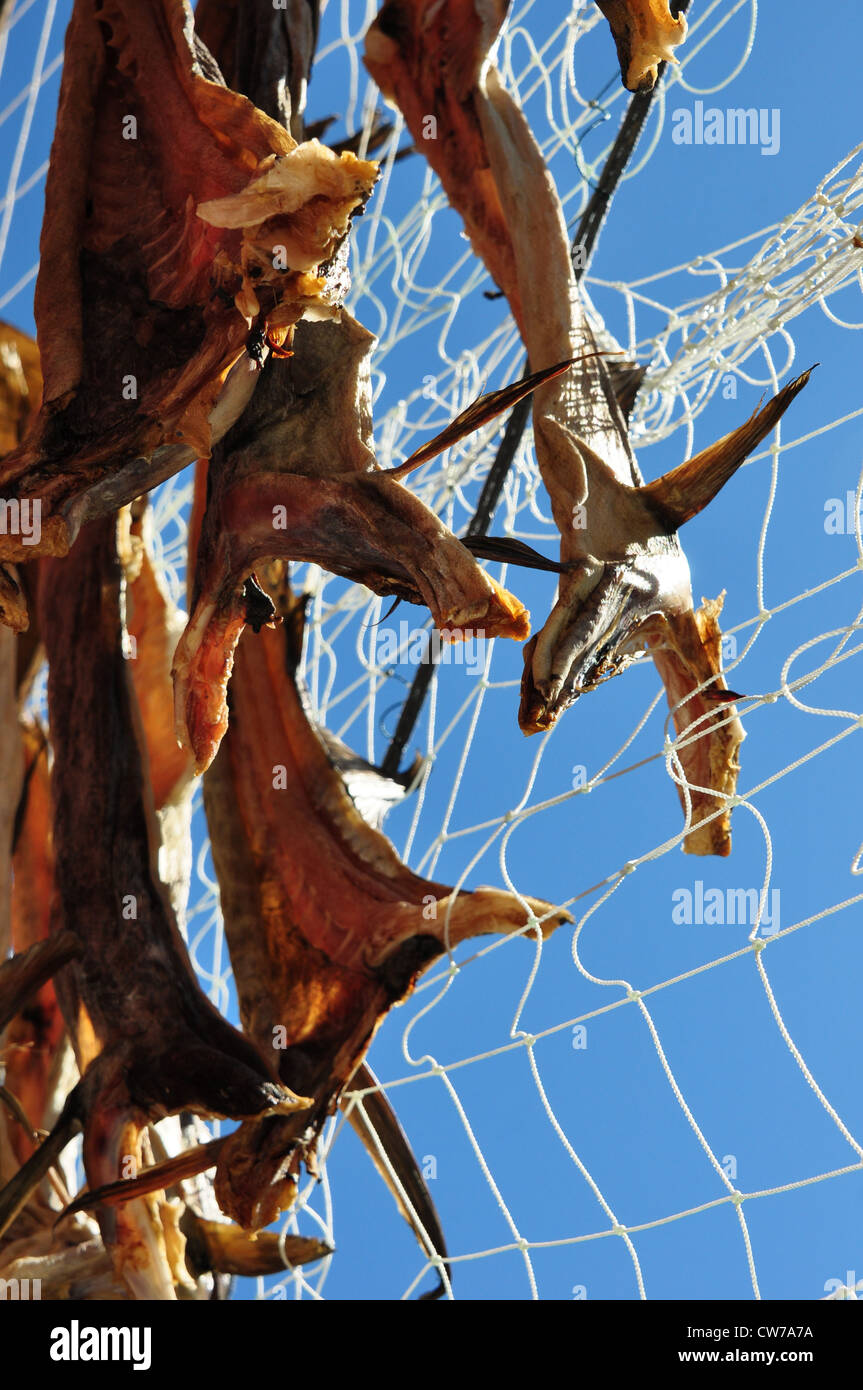 Dried fish in Kjerringoy, Bodo, Norway Stock Photo Alamy