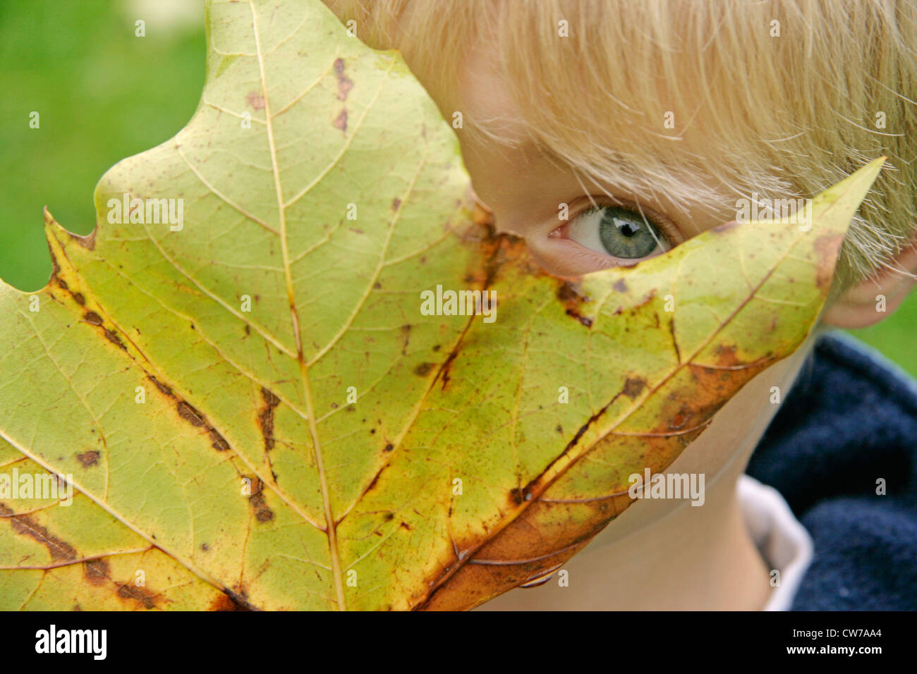 little boy hiding behind autumn leave, Germany Stock Photo
