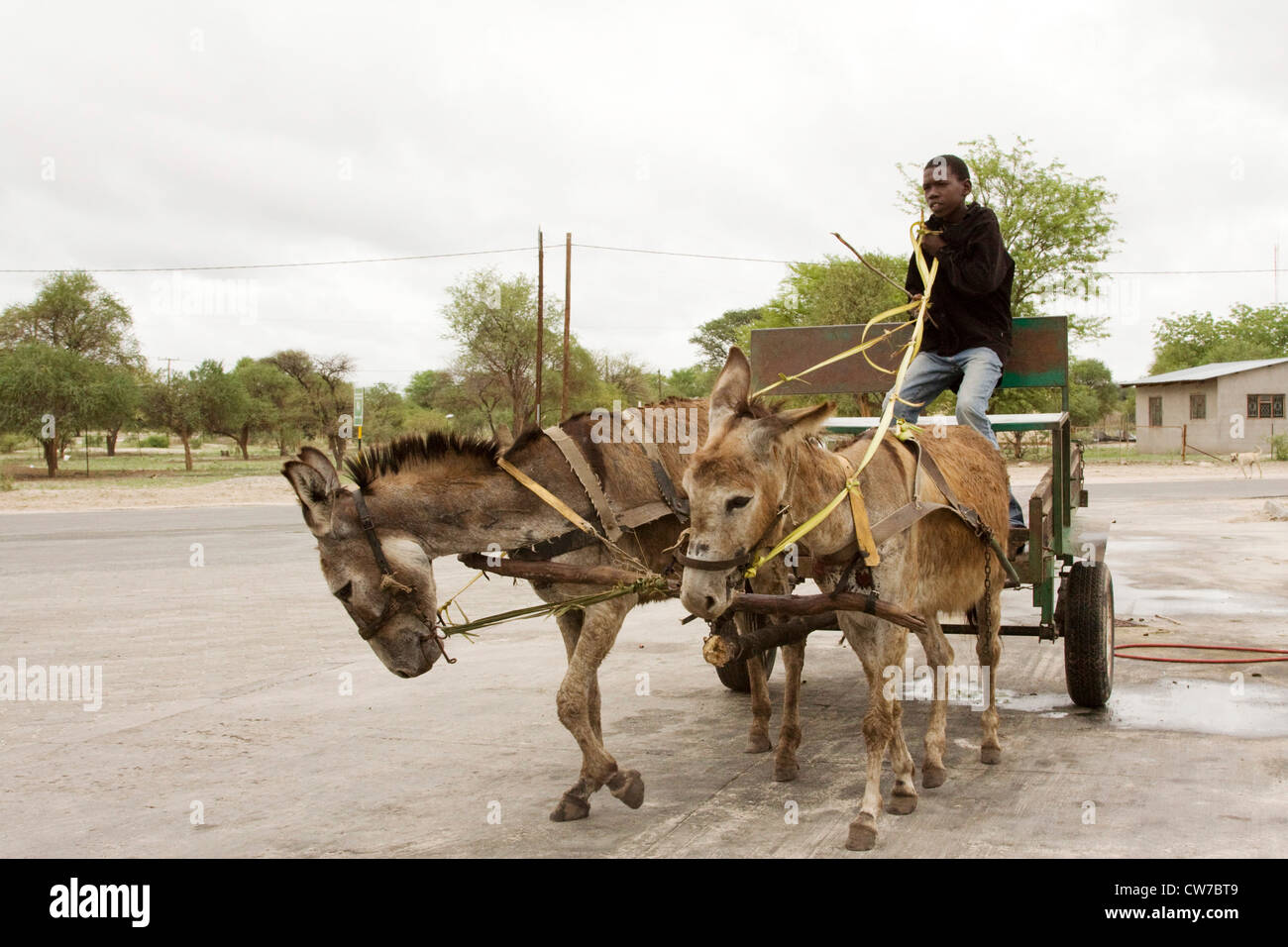 african boy driving a donkey cart, Botswana, Shakawe Stock Photo