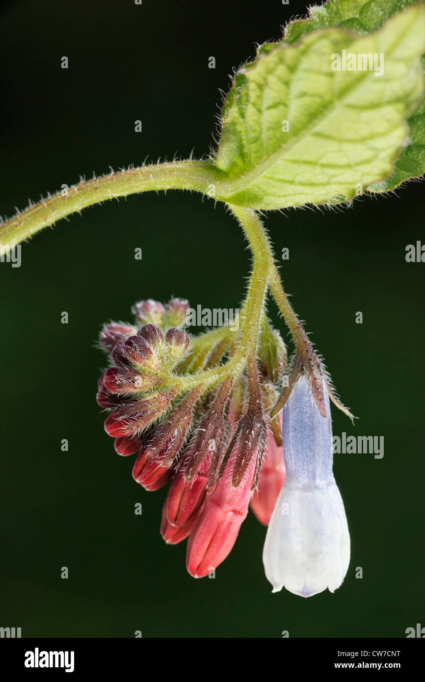 Common Comfrey - flower detail Stock Photo