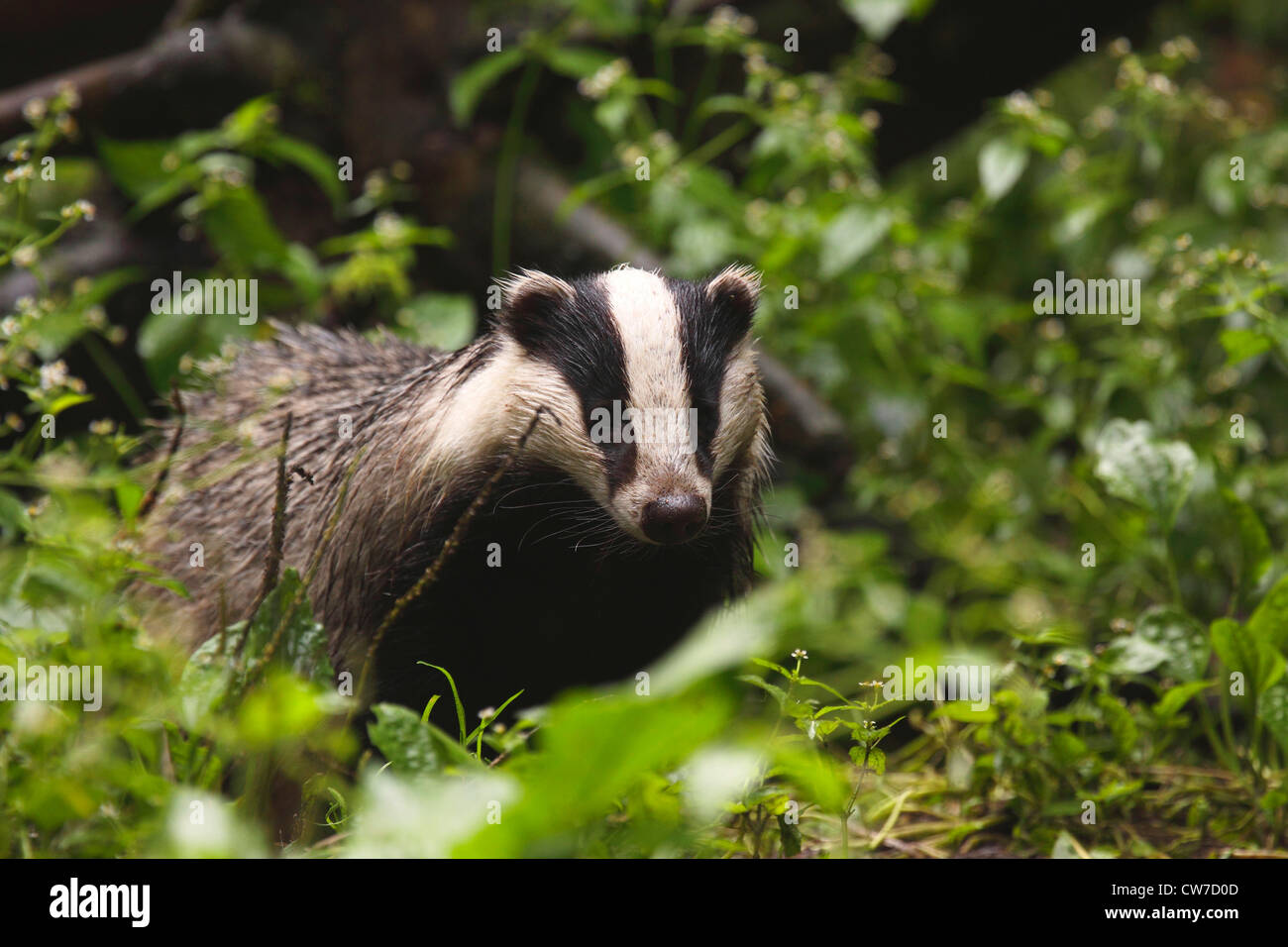 Old World badger, Eurasian badger (Meles meles), in shrubbery, Germany, Schleswig-Holstein Stock Photo