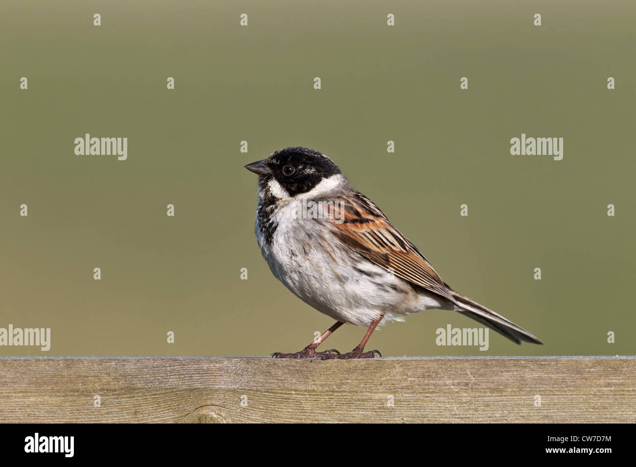 Reed Bunting - Male Stock Photo