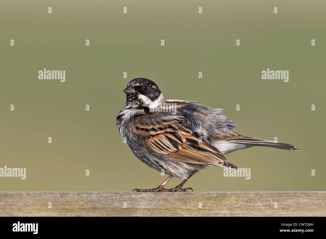 Reed Bunting - Male Stock Photo