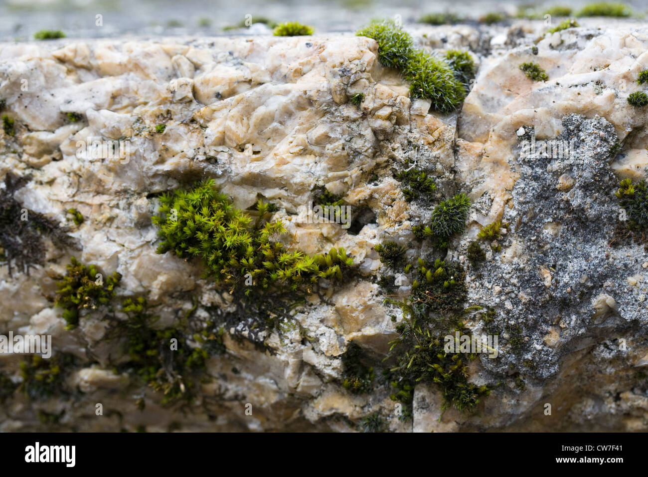 Moss growing on a stone table. Stock Photo