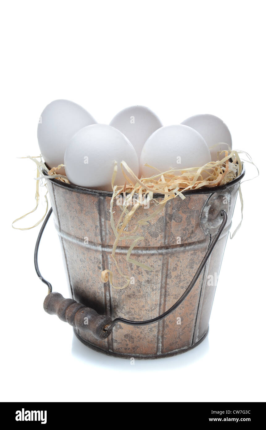 Fresh chicken eggs in an old fashioned tin bucket over a white background with slight reflection. Bucket is filled with straw. Stock Photo