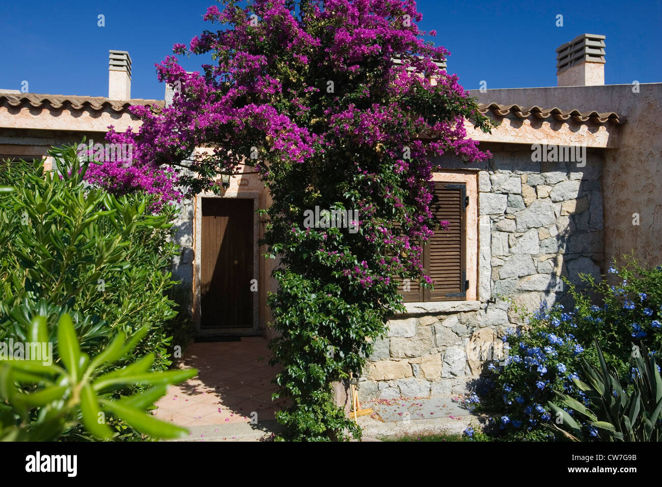 paper plant, four-o'clock (Bougainvillea spec.), holiday bungalows at Costa rei, Italy, Sardegna Stock Photo