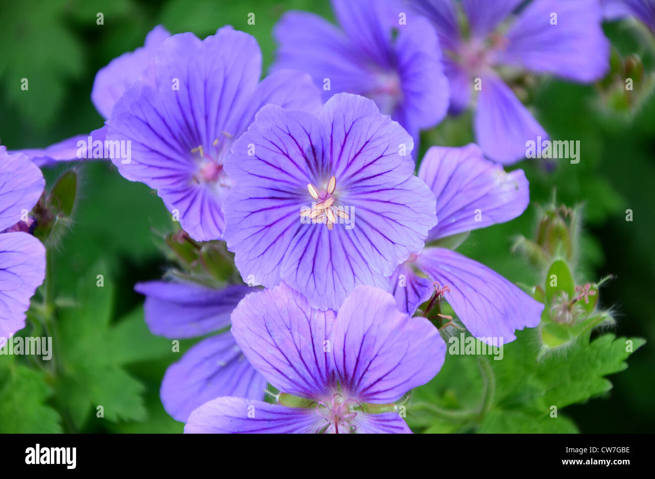 Flora in england hi-res stock photography and images - Alamy