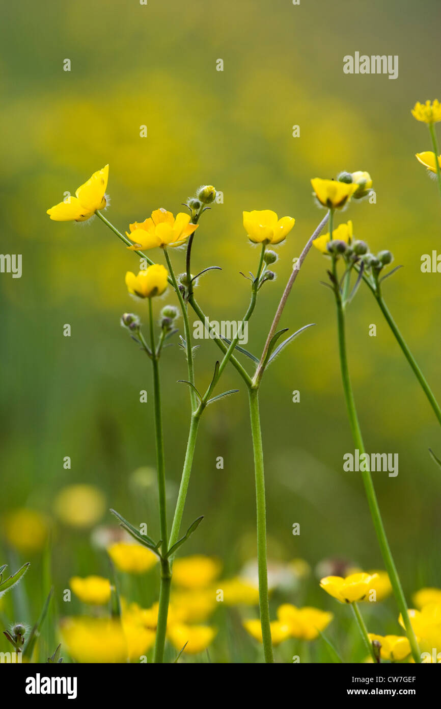 Meadow buttercup, Ranunculus repens. UK. Stock Photo