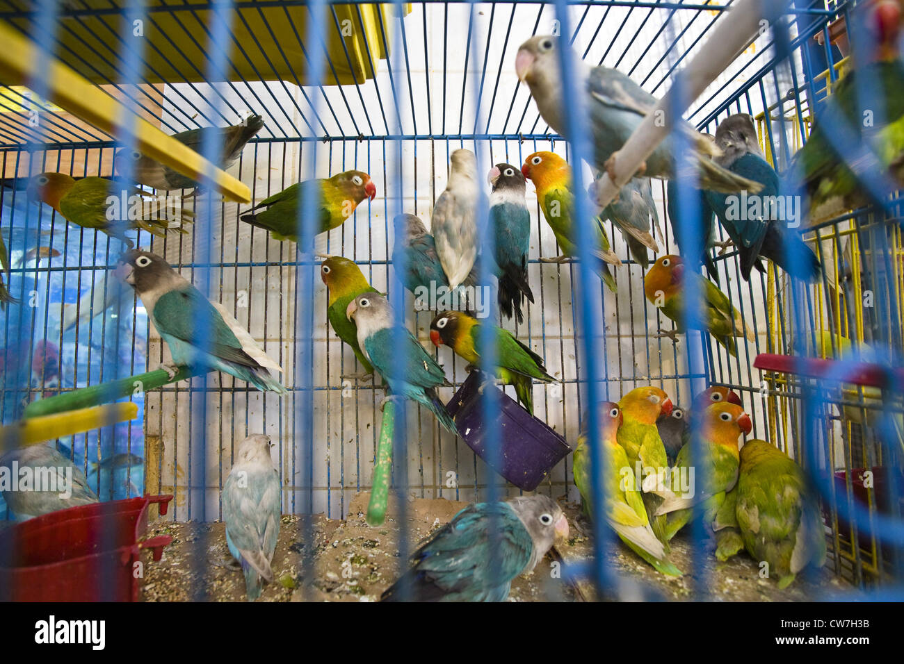 bird trader at the bazar Libya Tripolis Stock Photo Alamy